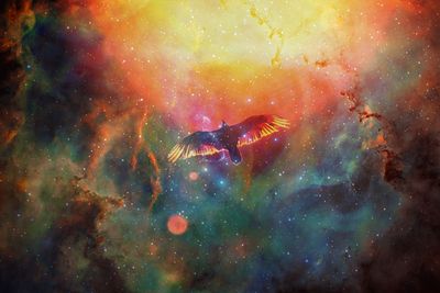 Space weather disrupts bird migration