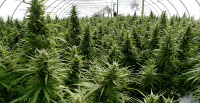 Kentucky hemp grower has doubts about new medical marijuana law