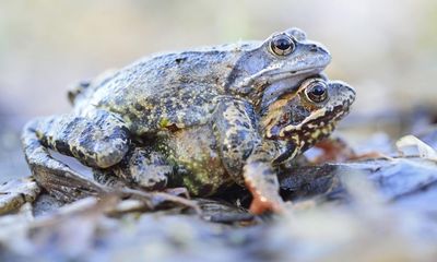 Female frogs appear to fake death to avoid unwanted advances, study shows