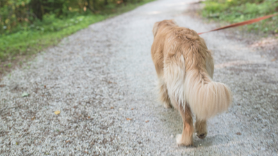 Authorities Are Investigating The Suspicious Deaths Of Four Pet Dogs In The Same Local Suburb