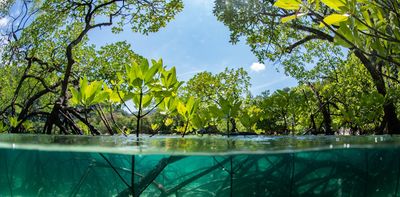 If we protect mangroves, we protect our fisheries, our towns and ourselves