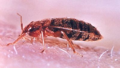 ‘It’s like Covid with legs’ — how the Paris bedbug outbreak sparked a London frenzy