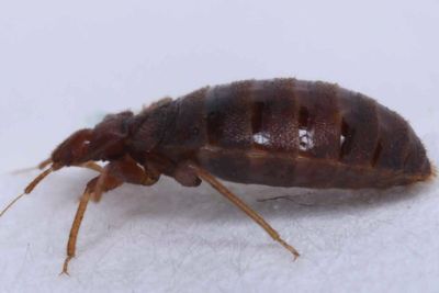 Bedbugs spotted on London underground as Sadiq Khan tackles issue