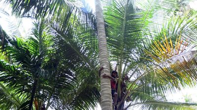 Watch | Why is ‘Ayyampalayam Nettai’ coconut variety unique?