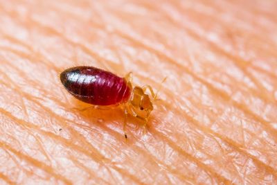 UK isn’t prepared for bedbug invasion, top disaster expert warns