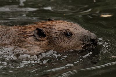 Sadiq Khan helps beavers return to west London for first time in 400 years