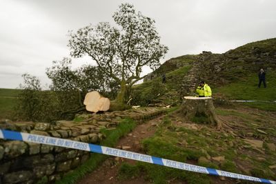 Sycamore Gap tree to finally be removed and ‘safely stored’