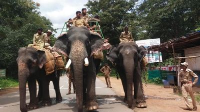 Training of elephants for Shivamogga Dasara celebrations begins