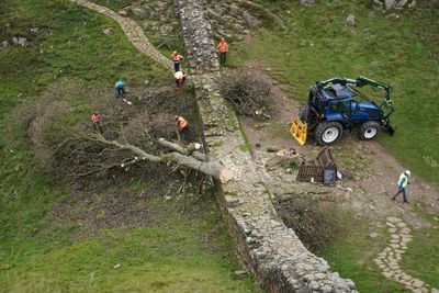 Felled Sycamore Gap tree to be moved to secret location