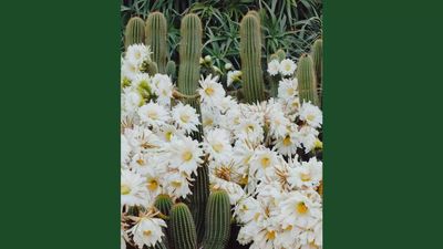 You are a genius if you can spot a cat in these flowers