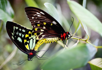 New York man charged with allegedly smuggling $200,000 worth of protected butterflies and insects