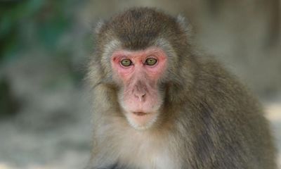 Monkey survives for two years with pig kidney in ‘extraordinary milestone’