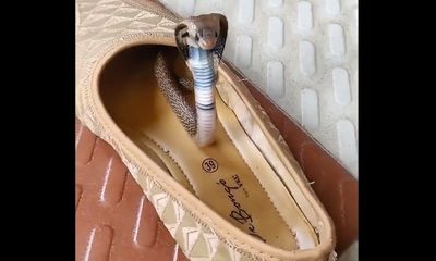 Cobra’s unique hiding place inspires warning: ‘Be extra careful’