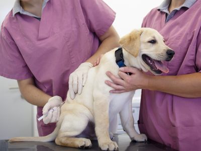 Vaccine hesitancy affects dog-owners, too, with many questioning the rabies shot