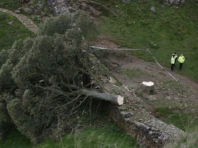 England's beloved Sycamore Gap tree will be removed from Hadrian's Wall