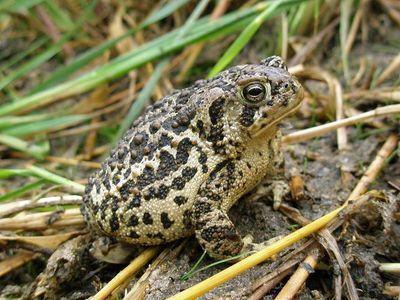 New national wildlife refuges in Tennessee, Wyoming created to protect toads, bats, salamanders