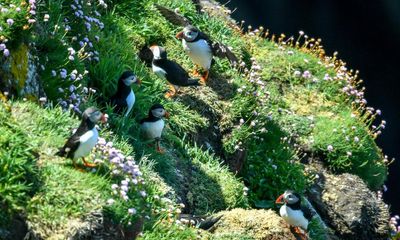 Number of nesting seabirds on Lundy island at nine-decade high