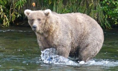 Fat Bear Week: female bear 128 Grazer wins after ‘stuffing salmon in her face’