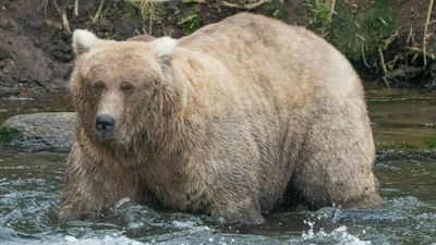 An empty-nest mama bear just won Fat Bear Week