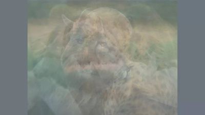 Only those with eyes of a hawk can spot 8 animals in this picture within 30 seconds