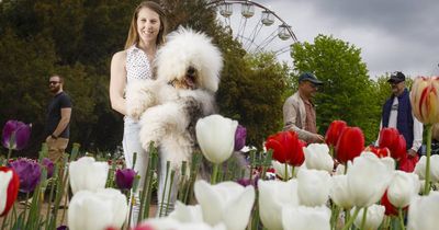 Dogs Day Out returns for Floriade' final weekend
