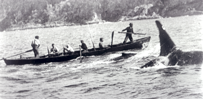For generations, killer whales and First Nations hunted whales together. Now we suspect the orca group has gone extinct