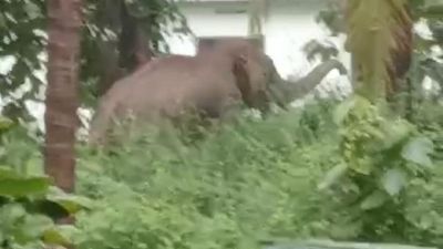 Man ‘trampled’ to death by wild elephant that triggered panic at Ulikkal in Kannur