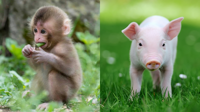 Hope in organ transplant: Monkey who received a pig kidney survives for two years
