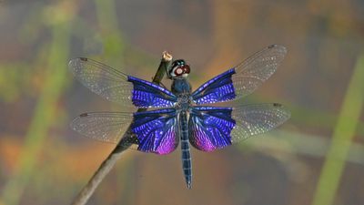 Dragonfly: The faces of wetlands in India