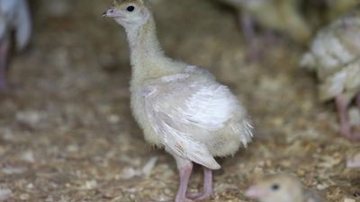 Gene editing offers chickens some protection against bird flu