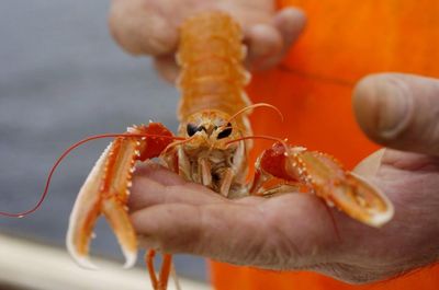Scampi comes at 'unsustainable cost' says charity as it urges shoppers to avoid