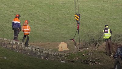 Sycamore Gap tree feller ‘ironically prolonged its life’ says National Trust as crane moves in