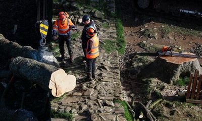 Sycamore Gap tree removed from Hadrian’s Wall to be seasoned and reused