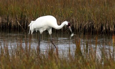 Four men forced to pay $71,000 for killing four endangered species