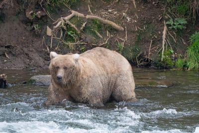 Don't mess with this mama bear: Grazer easily wins popular Fat Bear Contest at Alaska national park