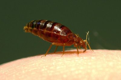 Pest control firms report being ‘inundated’ with calls about bedbugs