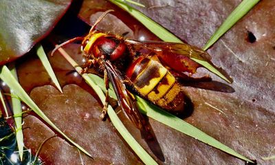 Country diary: A warning ‘nudge’ on the cheek by a hornet