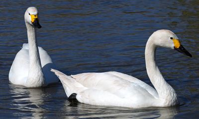 Warmer winters keeping Bewick’s swans away from Britain