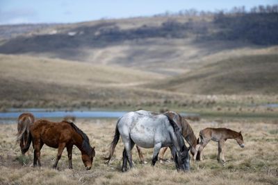 Feral horses in NSW should be culled using aerial shooting, Senate inquiry says