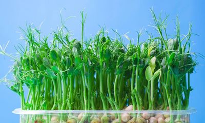 Sow peas now for an early harvest, but beware mice, slugs and birds