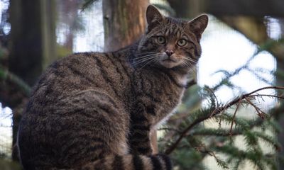 Wildcats released in Scottish Highlands in effort to prevent extinction in UK
