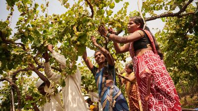 Chandon India debuts its still red wine, Aurva
