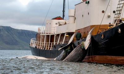 ‘We can carry on for ever’: meet Iceland’s last whale hunter