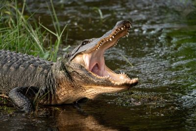Strangest State: Alligators, Tigers & Hailstorms, Oh My!