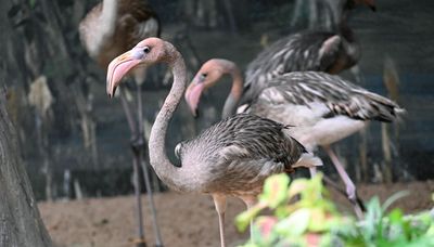 Flamingos return to Brookfield Zoo for first time since 1997