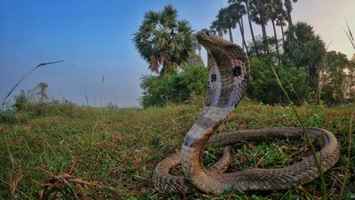 NHRC seeks detailed report on snakebite deaths and preventive measures in India