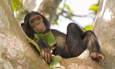 Who studied chimpanzees in Gombe? The Saturday quiz