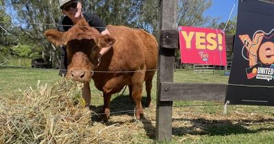 'A privilege for the nation': yes votes, no votes and a campaign cow