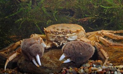 Scientists build traps to manage UK’s rising number of Chinese mitten crabs