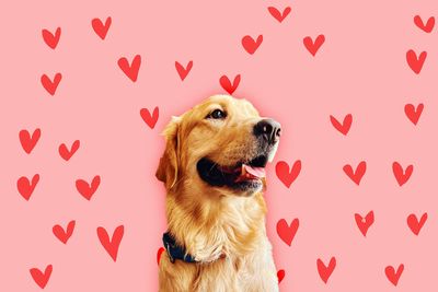 What is a golden retriever boyfriend?